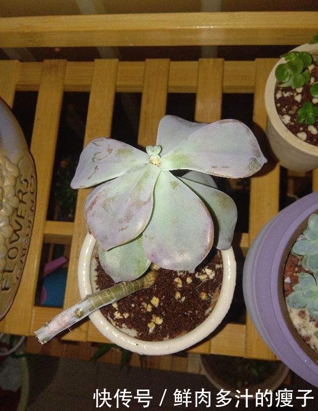 养多肉该不该砍头,什么时候砍头合适?