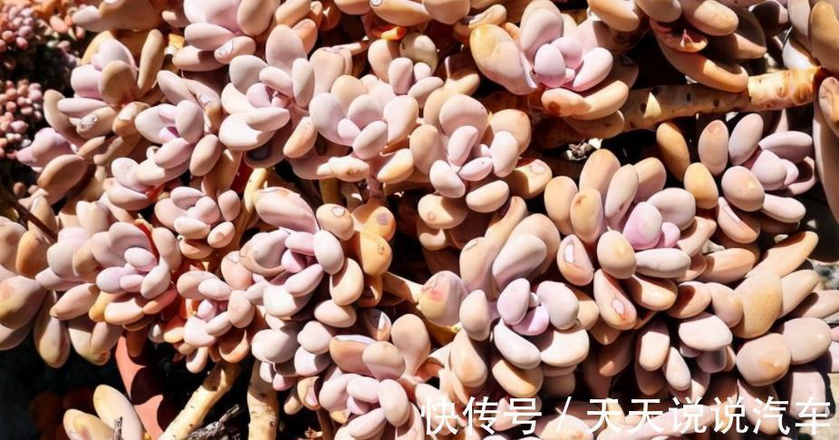 徒长后的多肉该怎么处理？砍头、扦插，按这些步骤操作准没错