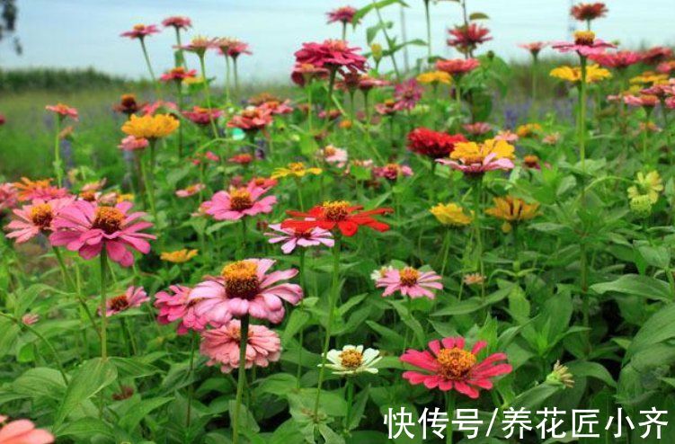 单瓣|10种“漂亮花”，春天撒几粒种子，长满小花园，开出一片“花海”