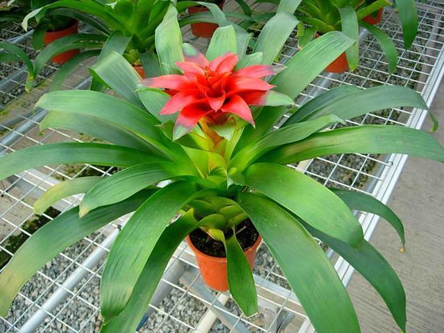 家里养了3种吉祥花，一年四季招财纳福，寓意好价值极高