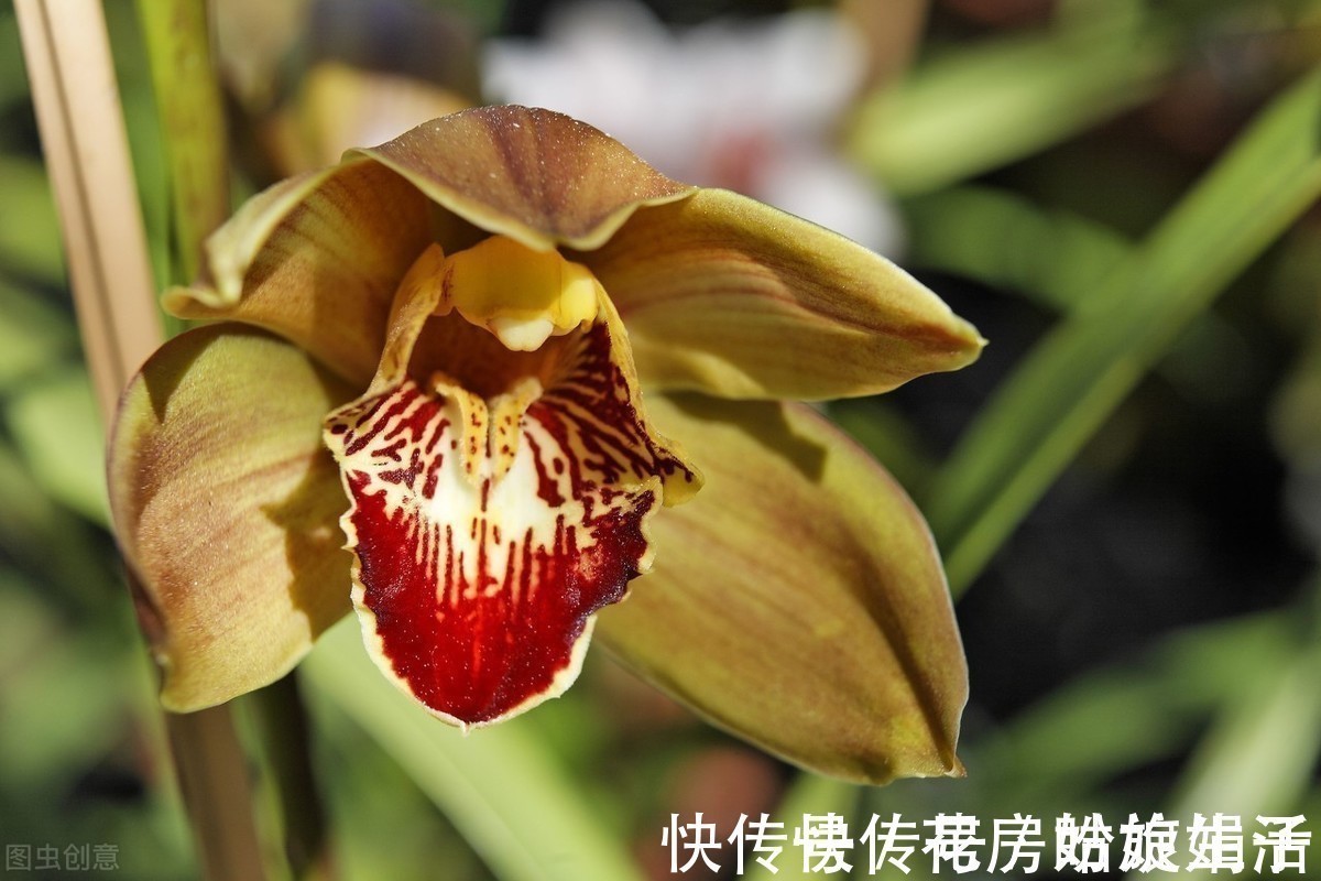 养兰花够酸才能长得旺,掌握好3个“通”字,轻松养好几百盆