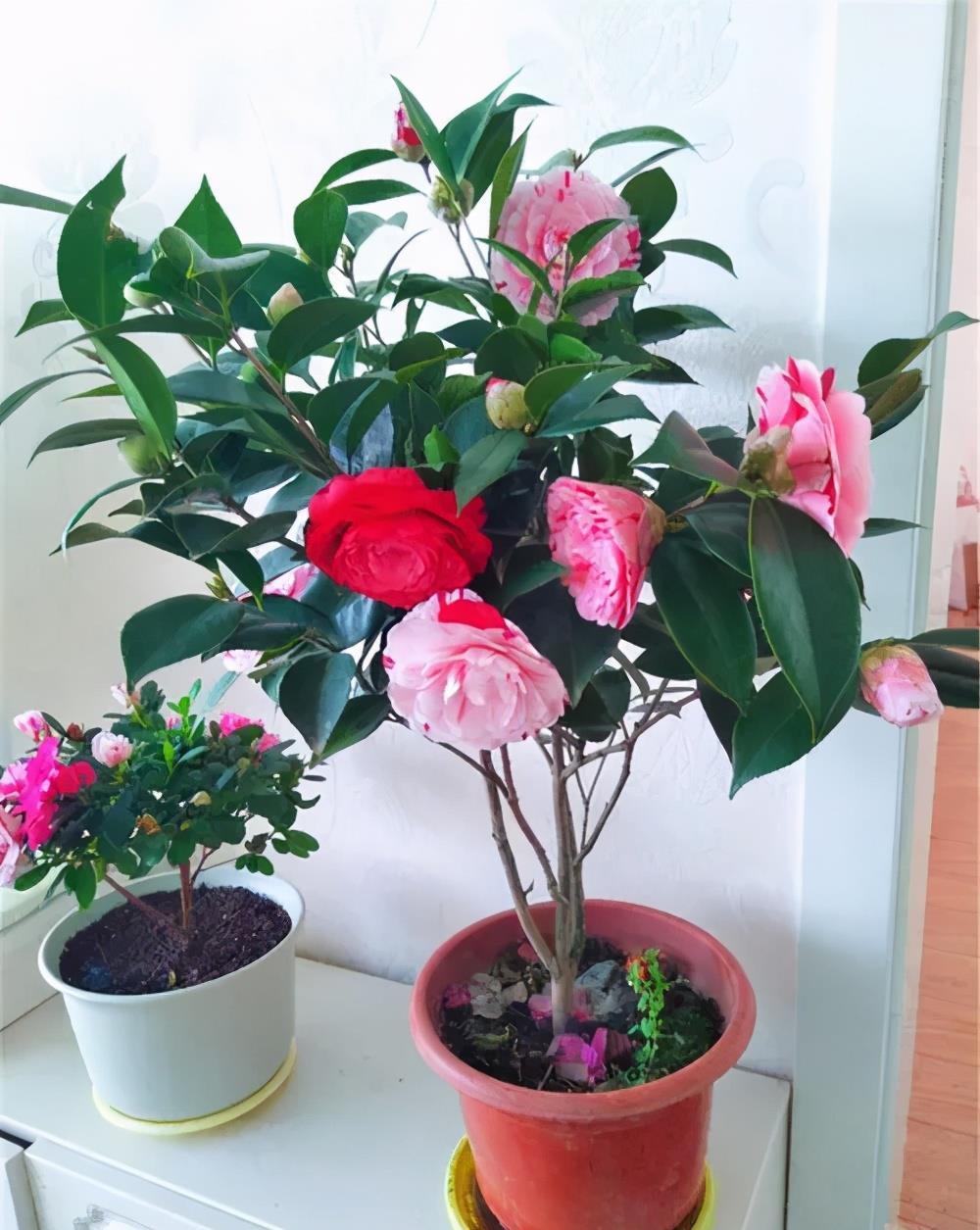 茶花|7月以后,3种花别再修剪了,不然延长开花时间亦或没花赏