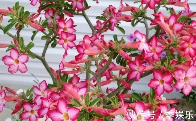 重瓣|有种比玫瑰还美的花,不仅漂亮而且花期长,放在太阳下长势最好!