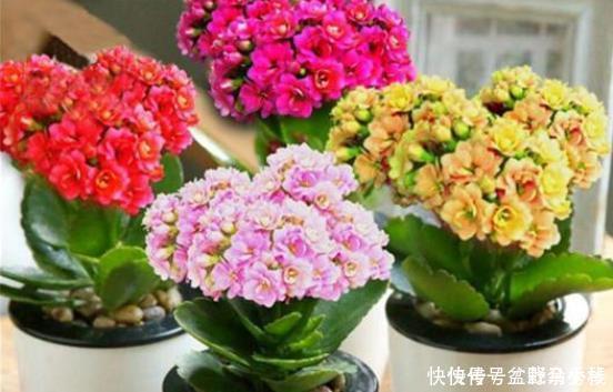 叶子|想让长寿花叶子绿、花朵大又多花多吗？教你4个小窍门