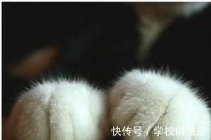 |大肥猫为了不剪指甲太搞笑,努力把自己缩成一只兔子,求主人放过