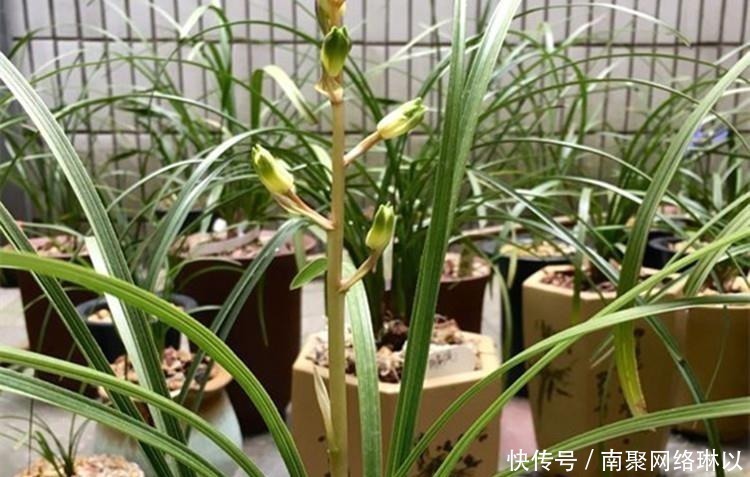 柳树枝|养兰花,给它喷点“生根水”,大白根直冒,长得肥肥壮壮!