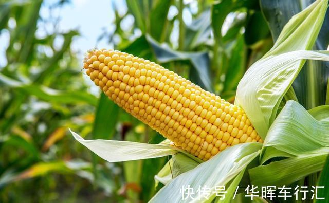 胃部|胃病的“发物”是玉米?医生:夏季想养胃,这几类食物,尽量少碰