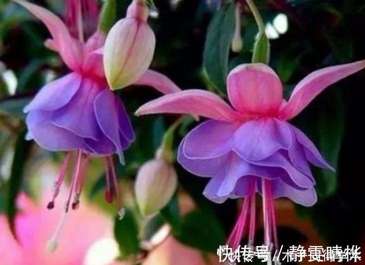 长春花|4种花养家里,1盆顶“5盆”,给点水就疯长,越开越美!