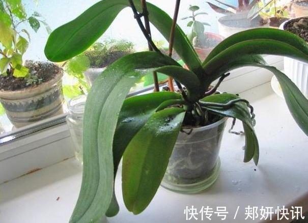 大蒜养花好处多,使用正确花草不生病虫害、黄叶情况少得多