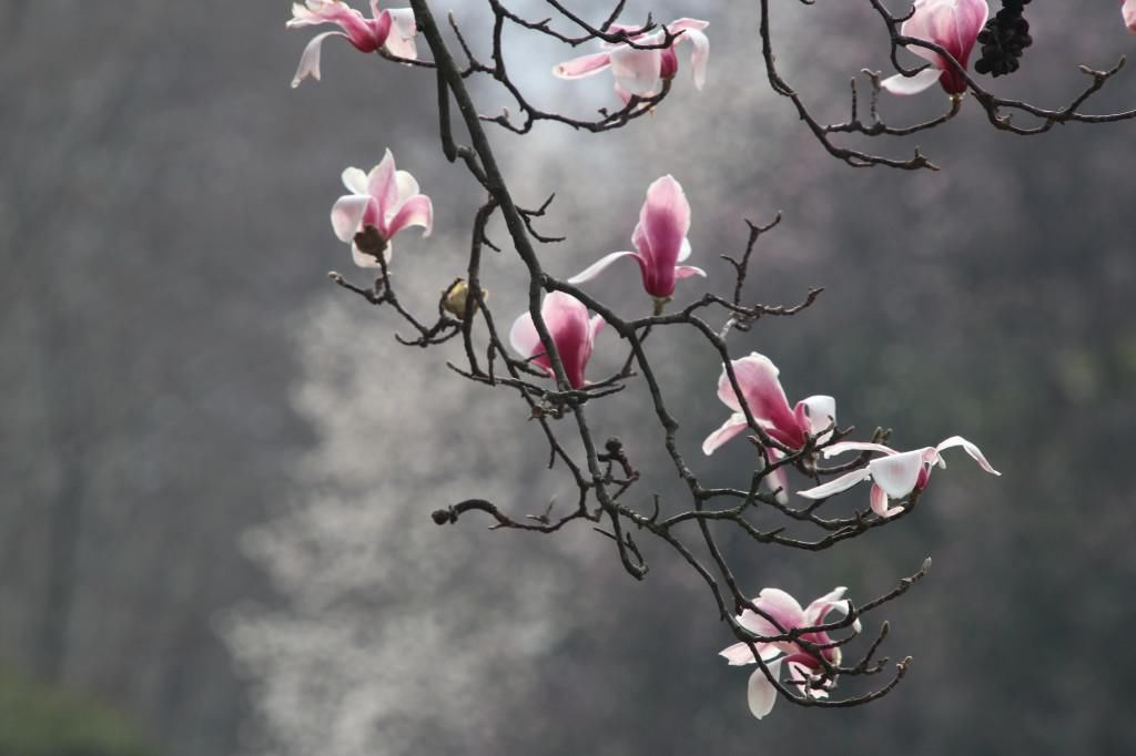 老年|南京连日春暖 雨花台宝华玉兰绽放