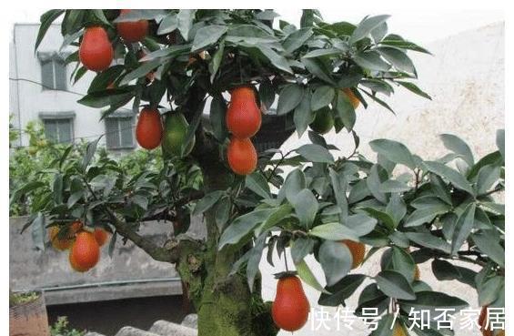 黄金万两|名字霸气,寓意好听的4种植物,比发财树要好,农村山上就有