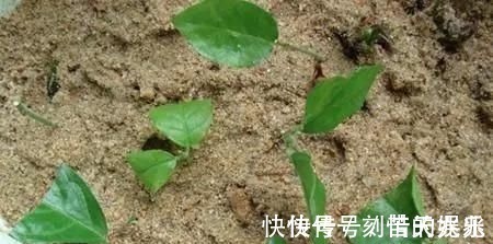 蟹爪兰|养花爱好者看过来这15种花现在“扦插”，生根快，一个周就长芽