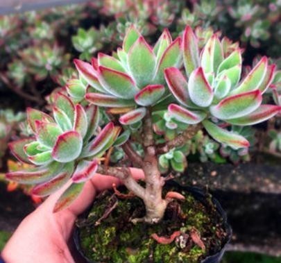 多肉植物|温度低多肉不生长?给它做4步,反而养出“美肉肉”,直接出状态