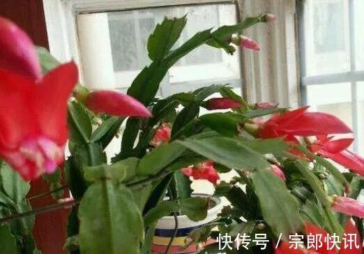 用淘米水浇花3种小技巧,让负面影响去无踪、价值千金