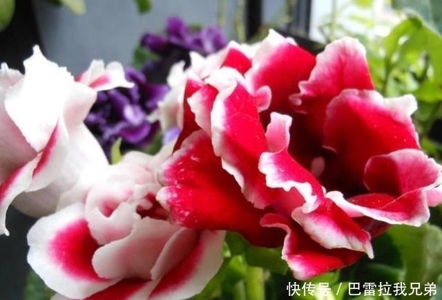 几款花卉，花大色艳胜玫瑰，花朵烂漫迷人，太美了