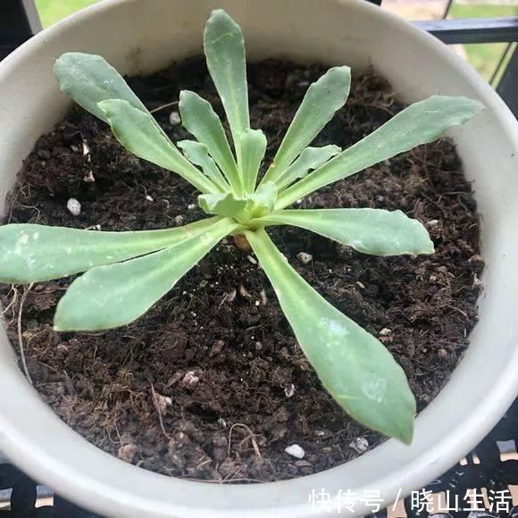 繁殖|5种花现在插土里,下个月就开花,再热也不怕,别错过了