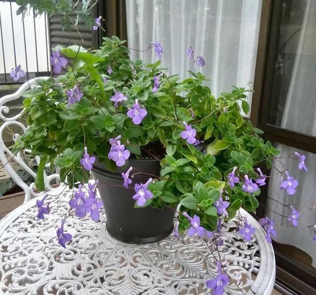 美女|春节过后种此款小花,花大服盆快,满屋飘香,好养易活胜菊花