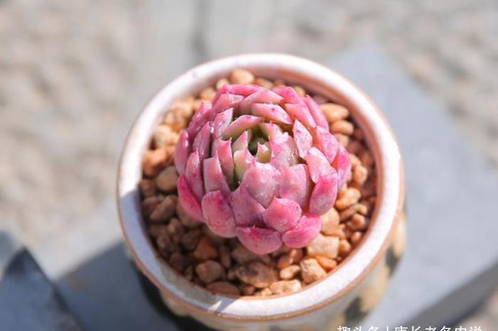 多肉蓝安娜为什么又叫火焰杯?若是你看过它最美的状态就会懂了