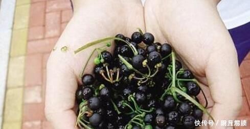 小病|这种花是“解毒高手”,家里养一盆,再也不怕“小病小灾”