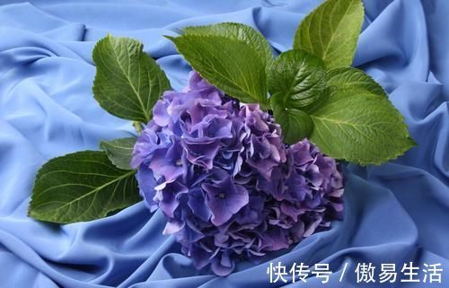 都说养花容易上瘾,尤其是这4种花,不信养几盆就知道了