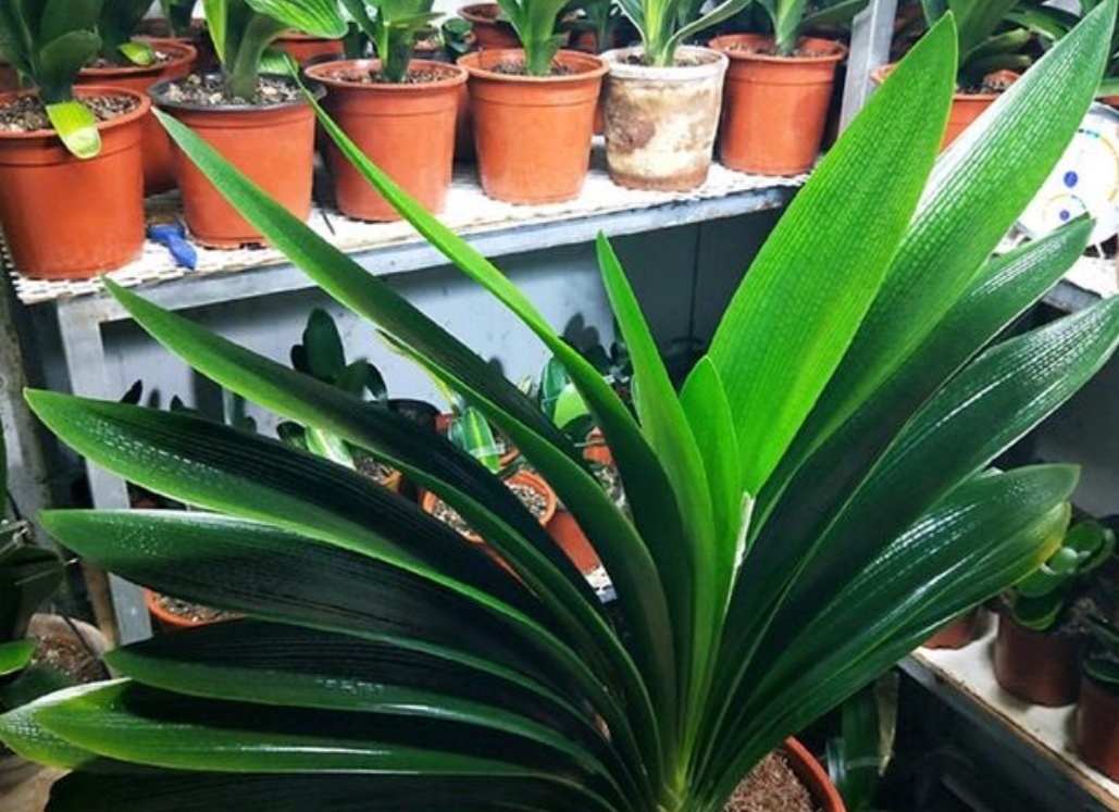 新叶|君子兰不长新叶片,养护上出现问题,很好解决