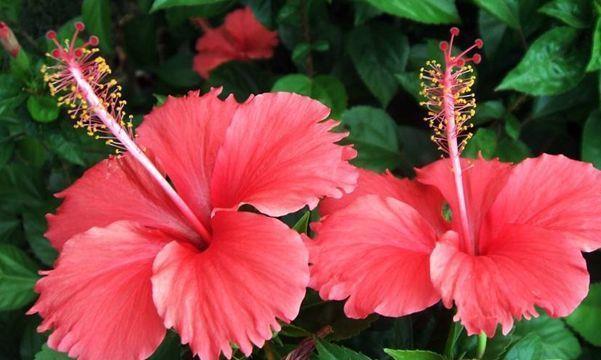 几款花卉,花大服盆快,花色艳丽,花开枝繁叶茂