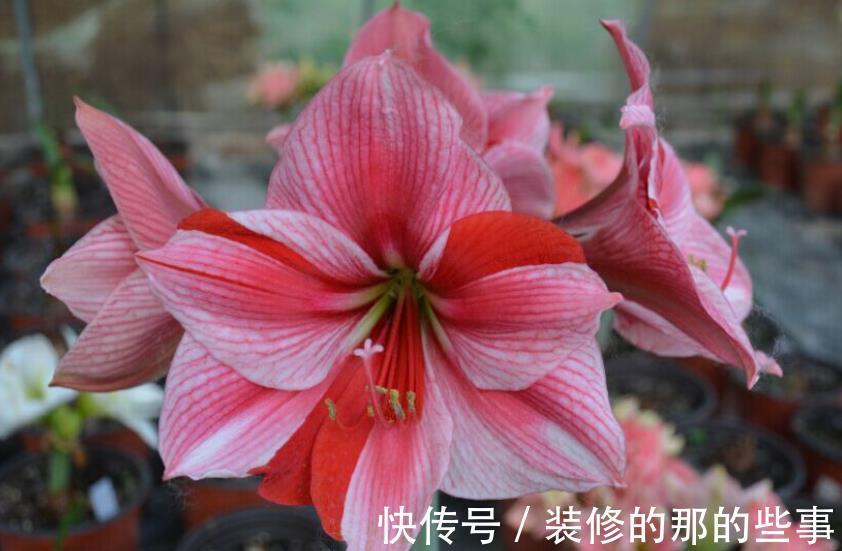 天竺葵|4种漂亮花，现在养一盆正当时，秋凉早开花，适合新手