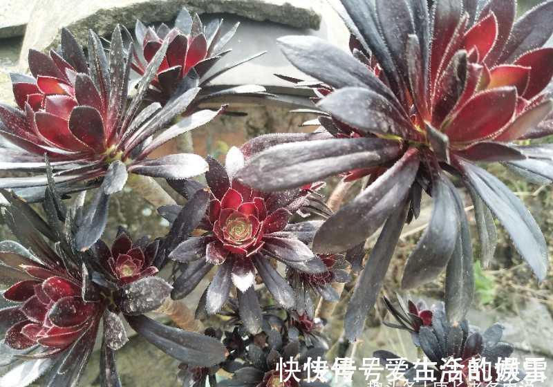 园土|养多肉不想买土?试试此8个品种,它们可以说是最不挑土的多肉了