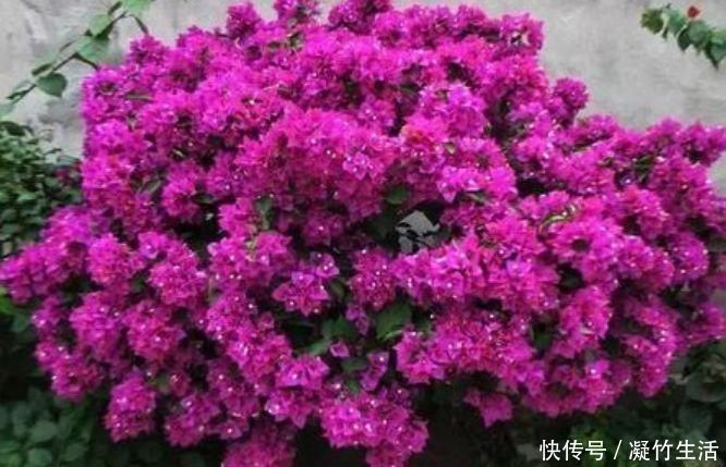 花友|4种花,是真正的开花机器,一年四季开不停,晒晒太阳就爆盆