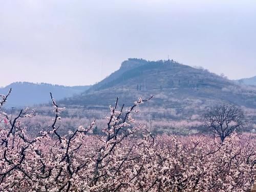 山东这里竟然有个藏着万亩杏花的避世古村，风景简直一绝！