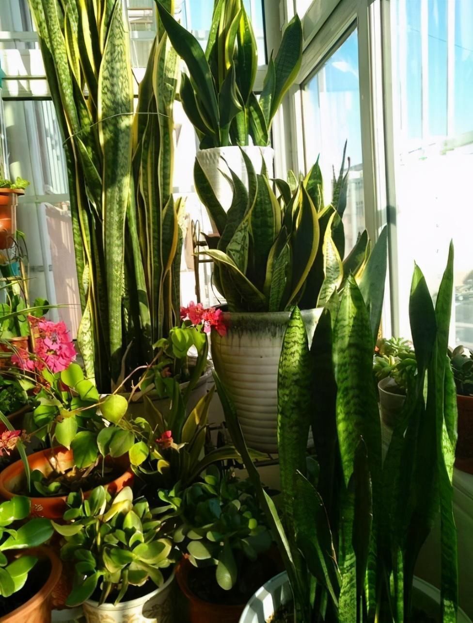 养文竹|有7种花“不喜水”,浇多了就烂根,越旱长得越旺