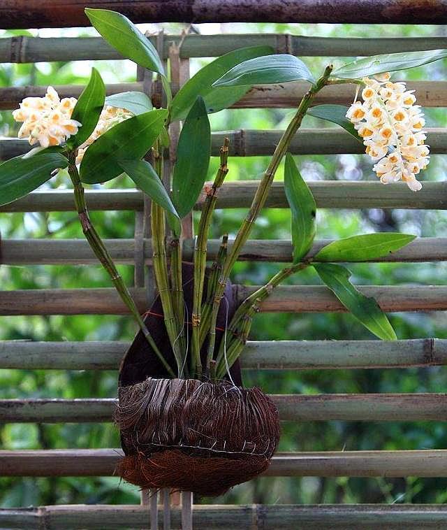 盆栽养石斛,“四点建议”送给你,石斛长势好,开花多且花期长!