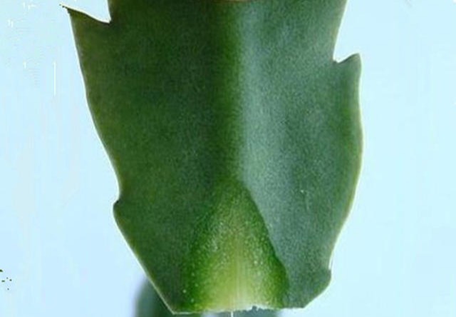 嫁接蟹爪兰长成大树太漂亮,手把手教给你,新手也养得好