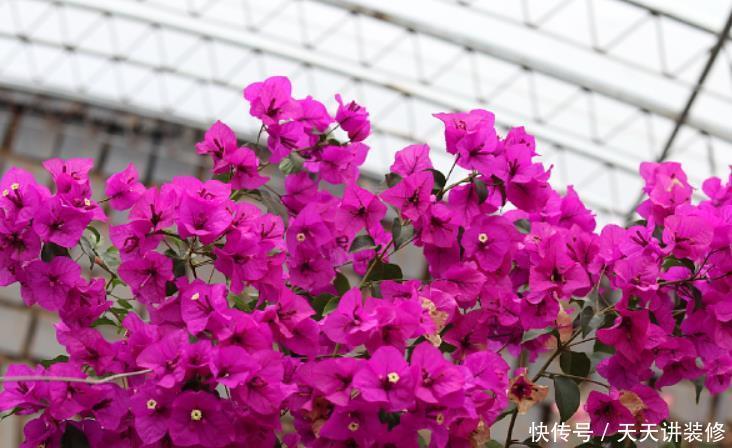 9种花开花植物,促花不能使用磷酸二氢钾,因为容易黄叶和僵苗