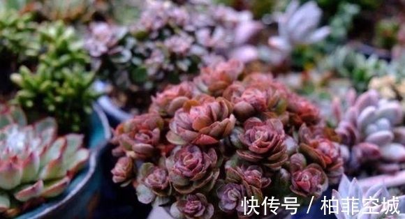 盆栽土不够透气,是因为植物上盆前少做了这一步:填充它们