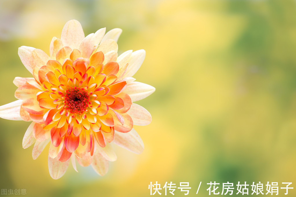 花友们|给花儿经常喂点这4种药水，花儿10年不烂根，新芽蹭蹭往上冒