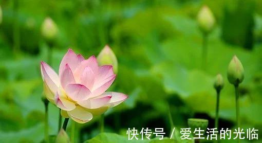 金牛|下周，花开枝头，全力挽回，没有结局，喜鹊归巢，打动前任