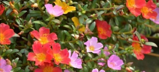 花期|4种普通的花草，适合庭院种植，播种一次，年年都能开花