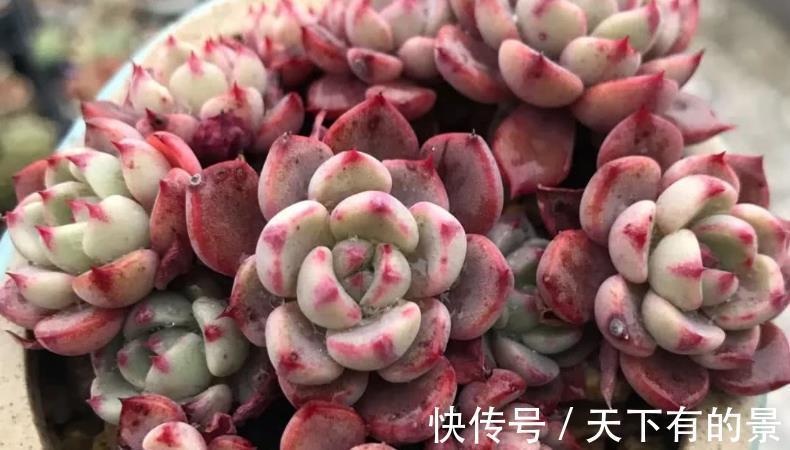 冰梅|多肉植物冰梅很香,但却不好养,这3方面要多下功夫