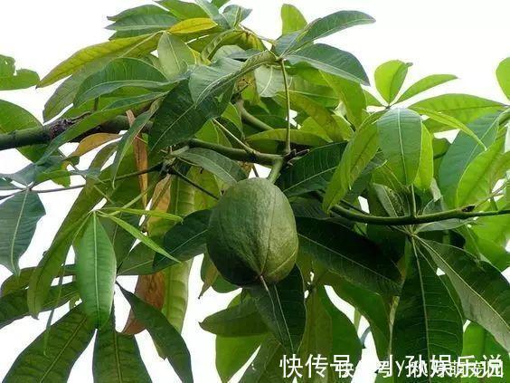 果子|养了十年的发财树，高约5米，年年都结发发财果，出上万都不卖