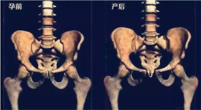 孕妇们|孕妇的肚子怎么可以那么大？看看内脏都挤成啥样，才知当妈不容易