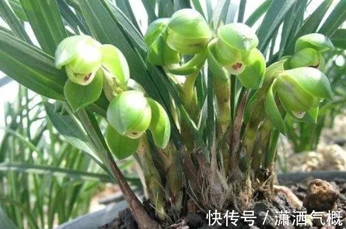 冬天给兰花晒太阳,了解掌握2个要点,长势旺开花美,新手来学学