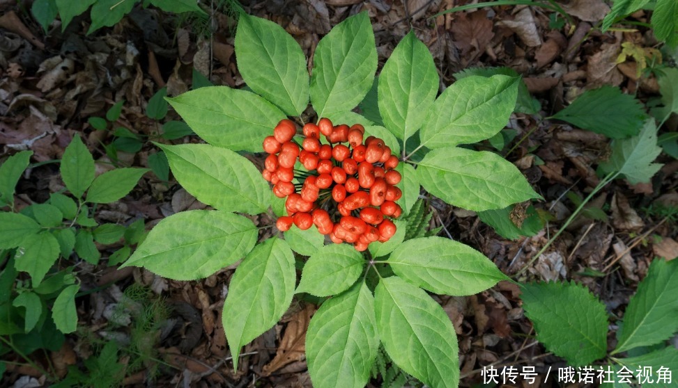 长寿体质|长寿还是短命,起床就知道?若没有4种异常,离长寿体质又近一步