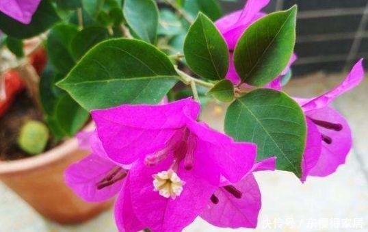 4种花,花色艳花量大,一开就美爆,对待新手很友好