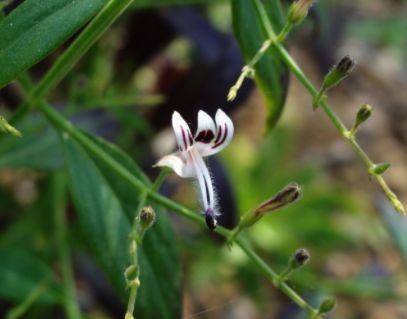 形似橄榄核，花很可爱像米老鼠，遇见是福气