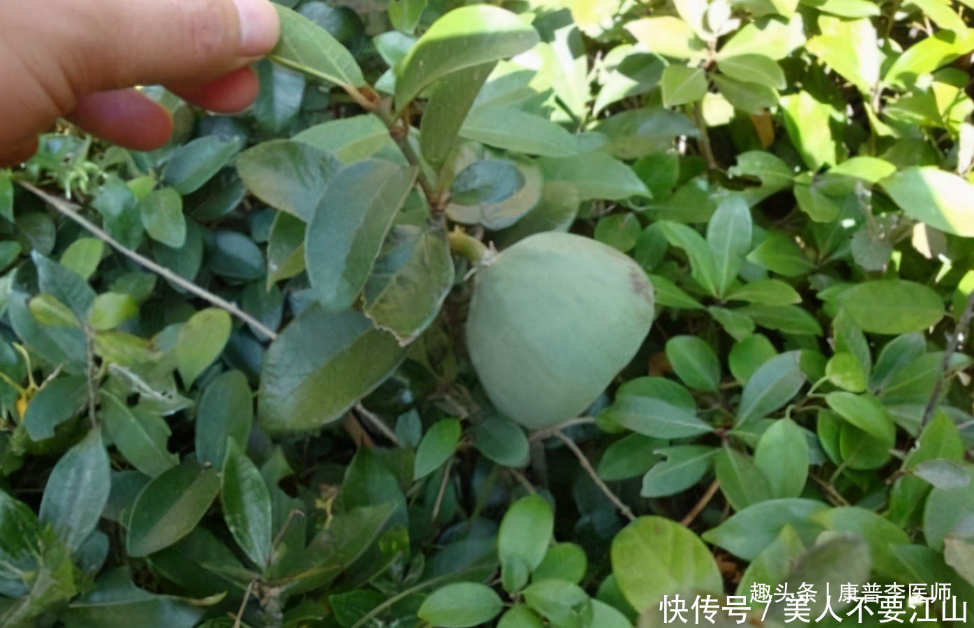 润肺|养生价值高的食物,记得常吃,润肺止咳,延缓衰老,美白皮肤