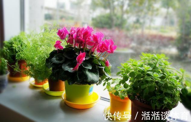 石竹花、大丽花、仙客来、飘香藤,冬日养殖,砰砰开花