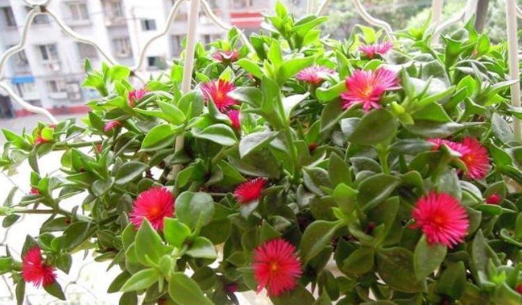 红掌|4种花现在养刚好，家里养一盆，招财纳福好运来，日子越过越红火