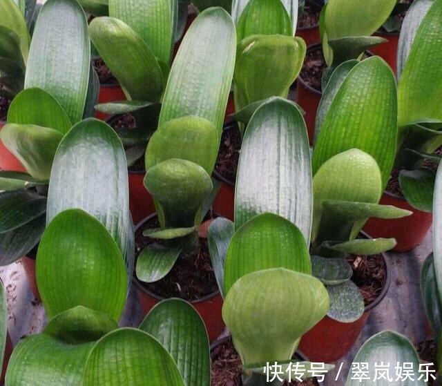 君子兰,即将“休眠期”,注意3个养护技巧,才能绿油油花苞多!