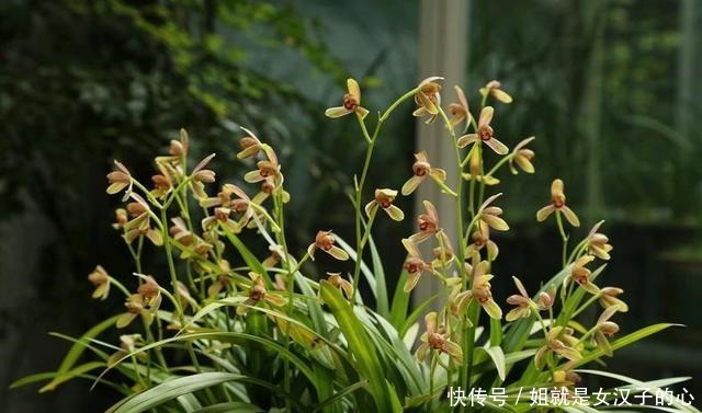 春天兰花发芽，“一灌二喷三埋”，兰花养分足，新芽多，长势爆盆！